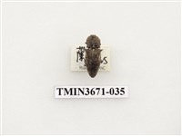 藏品(叩頭蟲(2))的圖片